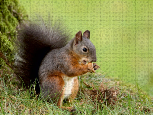 Eichhörnchen mit frisch gepflückter Nusstraube. - CALVENDO Foto-Puzzle - calvendoverlag 29.99