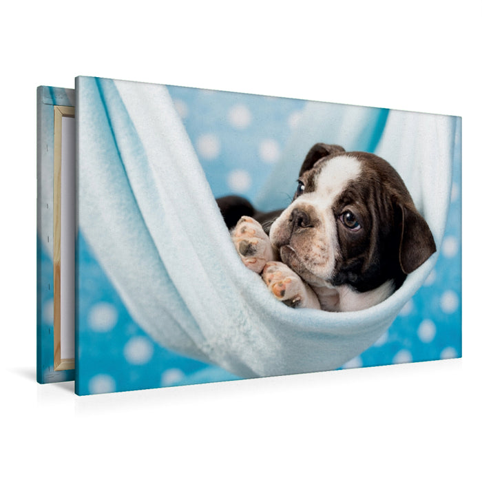 Premium Textil-Leinwand Premium Textil-Leinwand 120 cm x 80 cm quer Colored Boston Terrier Blue/White