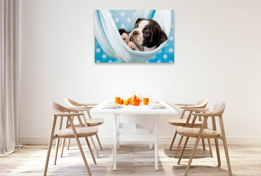 Premium Textil-Leinwand Premium Textil-Leinwand 120 cm x 80 cm quer Colored Boston Terrier Blue/White