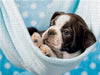 Colored Boston Terrier Blue/White - CALVENDO Foto-Puzzle - calvendoverlag 29.99