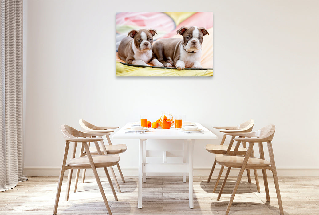 Premium Textil-Leinwand Premium Textil-Leinwand 120 cm x 80 cm quer Colored Boston Terrier Geschwister Red/White