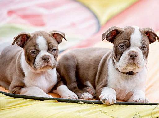 Colored Boston Terrier Geschwister Red/White - CALVENDO Foto-Puzzle - calvendoverlag 39.99