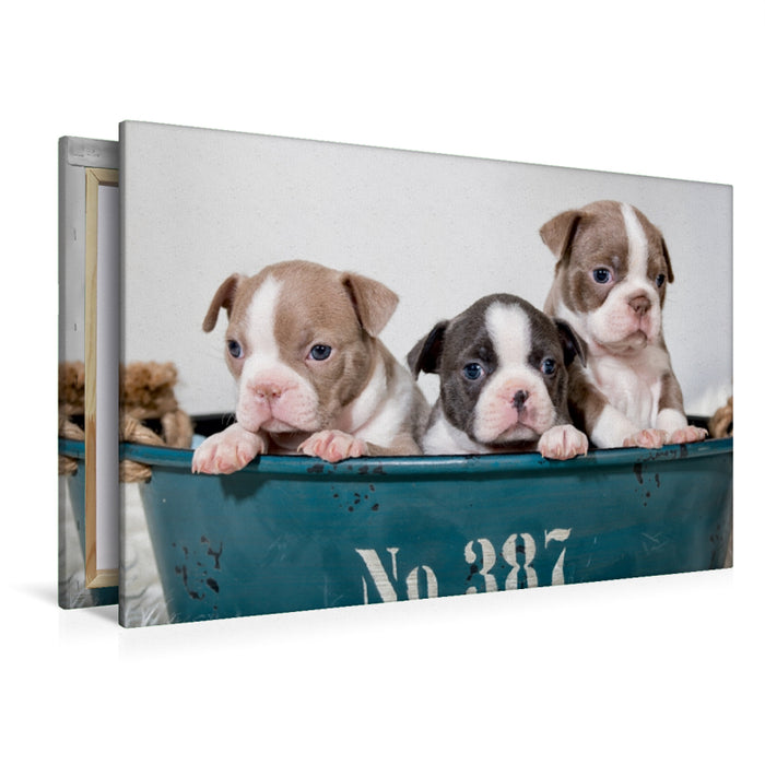 Premium Textil-Leinwand Premium Textil-Leinwand 120 cm x 80 cm quer Colored Boston Terrier Geschwister Lilac und Blue / White