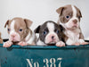 Colored Boston Terrier Geschwister Lilac und Blue / White - CALVENDO Foto-Puzzle - calvendoverlag 29.99
