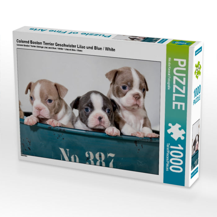 Colored Boston Terrier Geschwister Lilac und Blue / White - CALVENDO Foto-Puzzle - calvendoverlag 29.99