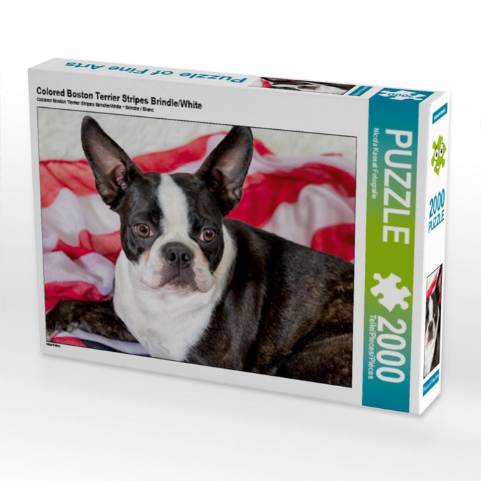 Colored Boston Terrier Stripes Brindle/White - CALVENDO Foto-Puzzle - calvendoverlag 39.99