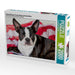 Colored Boston Terrier Stripes Brindle/White - CALVENDO Foto-Puzzle - calvendoverlag 39.99