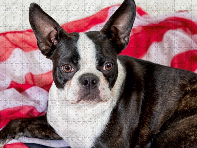 Colored Boston Terrier Stripes Brindle/White - CALVENDO Foto-Puzzle - calvendoverlag 39.99