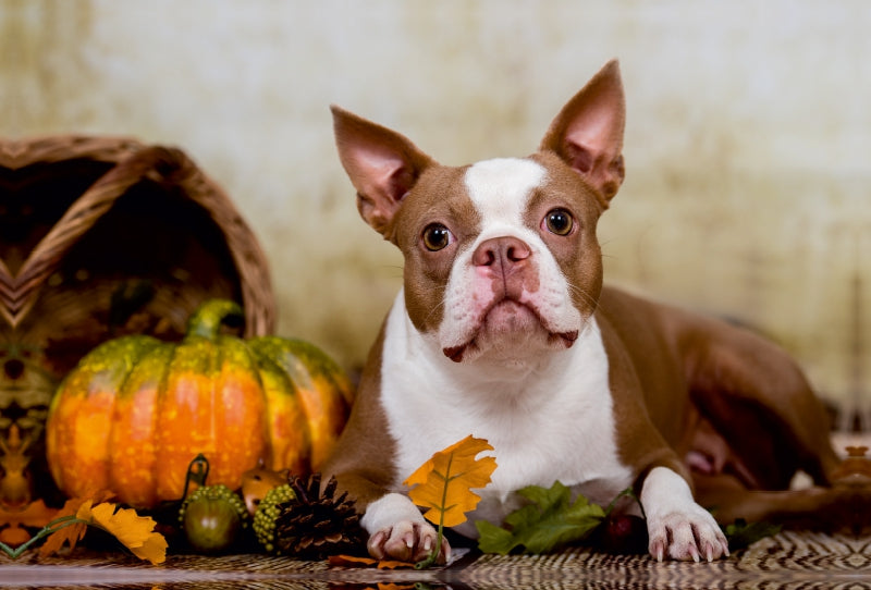 Premium Textil-Leinwand Premium Textil-Leinwand 120 cm x 80 cm quer Colored Boston Terrier "Roxy" Herbststimmung