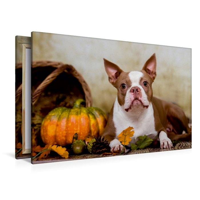 Premium Textil-Leinwand Premium Textil-Leinwand 120 cm x 80 cm quer Colored Boston Terrier "Roxy" Herbststimmung
