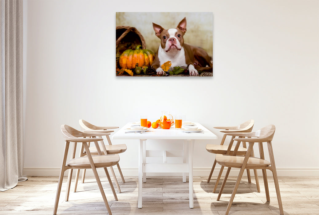 Premium Textil-Leinwand Premium Textil-Leinwand 120 cm x 80 cm quer Colored Boston Terrier "Roxy" Herbststimmung