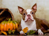 Colored Boston Terrier "Roxy" Herbststimmung - CALVENDO Foto-Puzzle - calvendoverlag 29.99