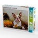 Colored Boston Terrier "Roxy" Herbststimmung - CALVENDO Foto-Puzzle - calvendoverlag 29.99