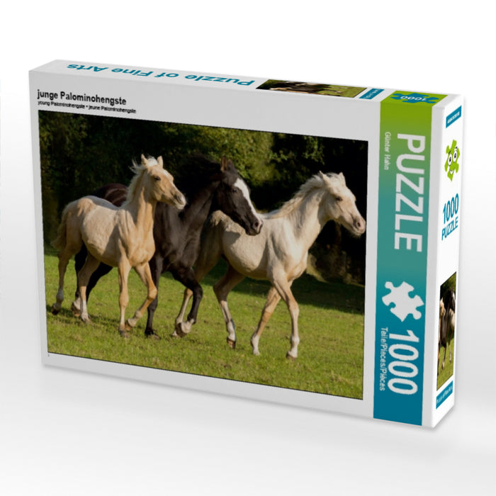 junge Palominohengste - CALVENDO Foto-Puzzle - calvendoverlag 29.99