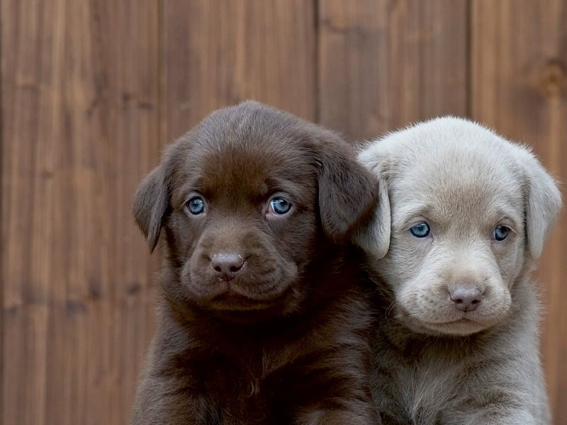 Labrador Geschwister - CALVENDO Foto-Puzzle - calvendoverlag 29.99