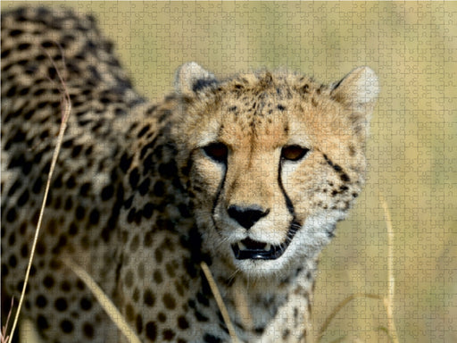 Geparden - Afrikas grazile Katzen - CALVENDO Foto-Puzzle - calvendoverlag 29.99