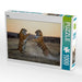 Tiger - CALVENDO Foto-Puzzle - calvendoverlag 29.99