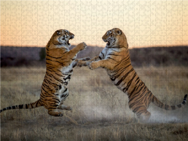 Tiger - CALVENDO Foto-Puzzle - calvendoverlag 29.99