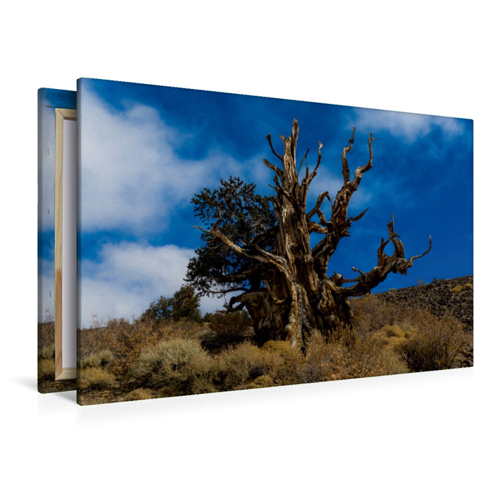 Premium Textil-Leinwand Premium Textil-Leinwand 120 cm x 80 cm quer Ancient Bristlecone Pine Forest, Kalifornien