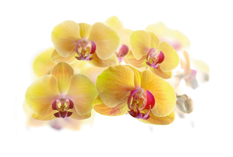 Premium Textil-Leinwand Premium Textil-Leinwand 120 cm x 80 cm quer Phalaenopsis Orchideenrispe in gelb und pink.