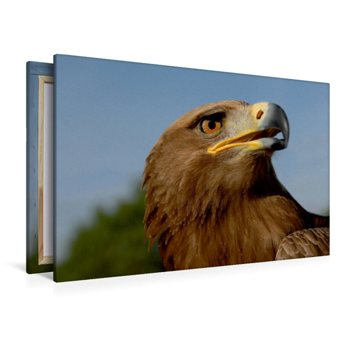 Premium Textil-Leinwand Premium Textil-Leinwand 120 cm x 80 cm quer Steinadler (Aquila chrysaetos)