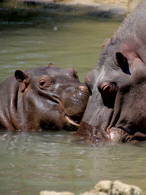 Meine Mama ist die Beste. - CALVENDO Foto-Puzzle - calvendoverlag 29.99