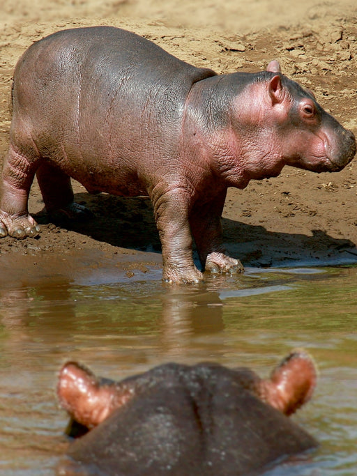 Hippobaby auf Landgang - CALVENDO Foto-Puzzle - calvendoverlag 29.99
