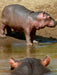 Hippobaby auf Landgang - CALVENDO Foto-Puzzle - calvendoverlag 29.99