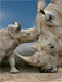 Nashornbaby mit Muttertier - CALVENDO Foto-Puzzle - calvendoverlag 29.99