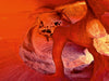 Windstone Arch, Valley of Fire State Park, Nevada - CALVENDO Foto-Puzzle - calvendoverlag 29.99