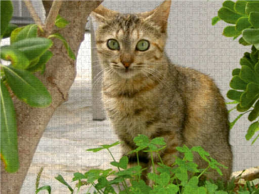 Katzen der Kykladen - Frühling auf Naxos - CALVENDO Foto-Puzzle - calvendoverlag 29.99