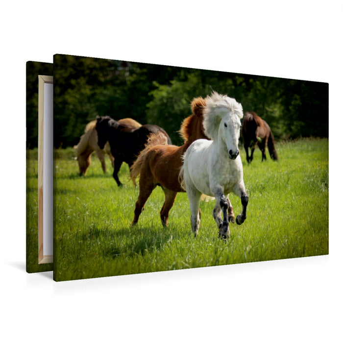 Premium Textil-Leinwand Premium Textil-Leinwand 120 cm x 80 cm quer Ein Motiv aus dem Kalender Isländer - icelandic horses