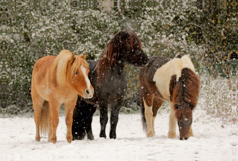 Premium Textil-Leinwand Premium Textil-Leinwand 120 cm x 80 cm quer Ein Motiv aus dem Kalender Isländer - icelandic horses