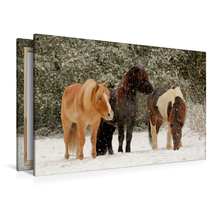 Premium Textil-Leinwand Premium Textil-Leinwand 120 cm x 80 cm quer Ein Motiv aus dem Kalender Isländer - icelandic horses