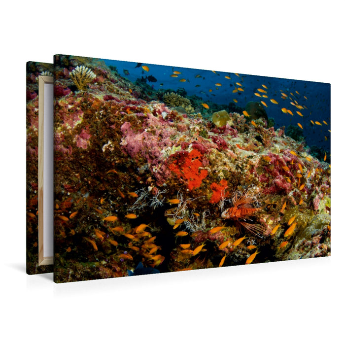 Premium Textil-Leinwand Premium Textil-Leinwand 120 cm x 80 cm quer Ein Motiv aus dem Kalender Malediven - Die bunte Unterwasserwelt