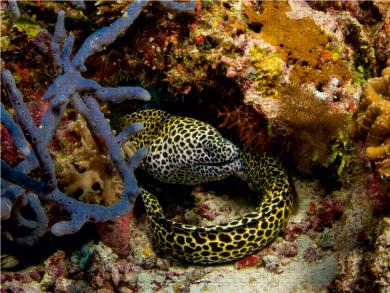 Malediven - Die bunte Unterwasserwelt - CALVENDO Foto-Puzzle - calvendoverlag 29.99