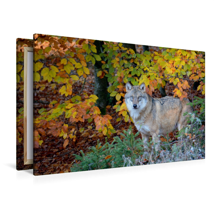 Premium Textil-Leinwand Premium Textil-Leinwand 120 cm x 80 cm quer Wolf im Herbstwald