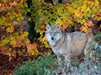 Wolf im Herbstwald - CALVENDO Foto-Puzzle - calvendoverlag 29.99