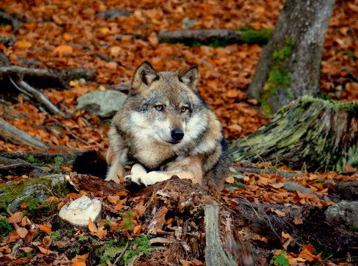 Ruhender Wolf - CALVENDO Foto-Puzzle - calvendoverlag 29.99