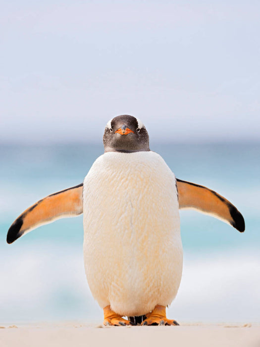 Hallo Pinguin - CALVENDO Foto-Puzzle