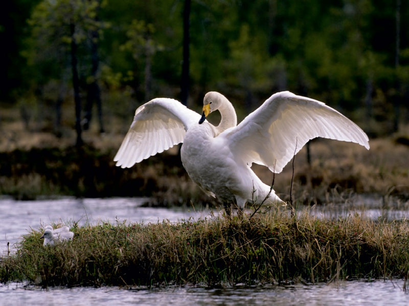 Singschwäne. Finnland - CALVENDO Foto-Puzzle - calvendoverlag 29.99