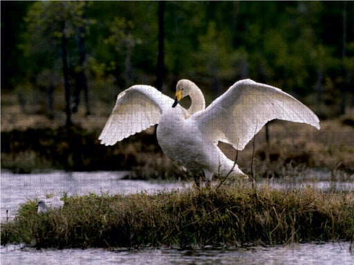 Singschwäne. Finnland - CALVENDO Foto-Puzzle - calvendoverlag 29.99