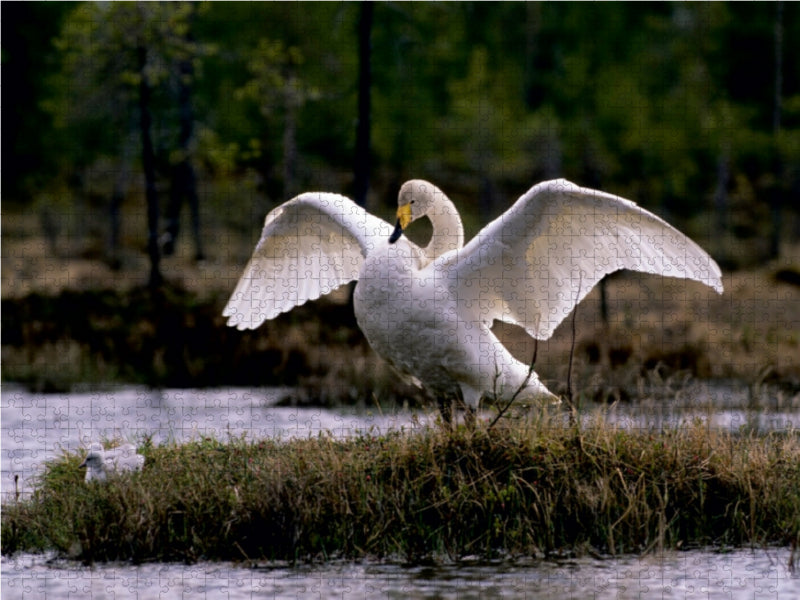 Singschwäne. Finnland - CALVENDO Foto-Puzzle - calvendoverlag 29.99