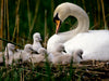 stummen Schwäne. Frankreich - CALVENDO Foto-Puzzle - calvendoverlag 29.99