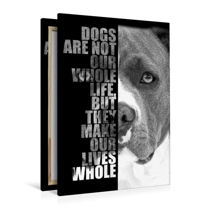 Premium Textil-Leinwand Premium Textil-Leinwand 80 cm x 120 cm  hoch American Staffordshire Terrier