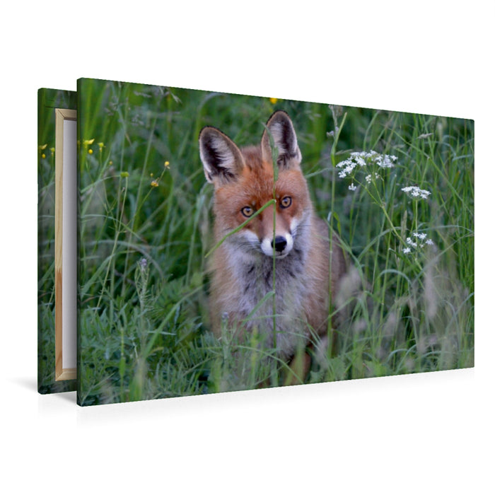 Premium Textil-Leinwand Premium Textil-Leinwand 120 cm x 80 cm quer Ein Motiv aus dem Kalender Wildlife Impressionen