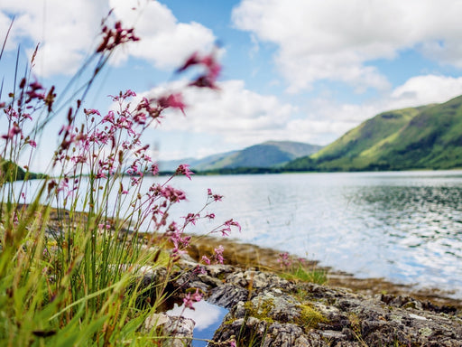 Wildblumen aus dem Norden Schottlands - CALVENDO Foto-Puzzle - calvendoverlag 34.99