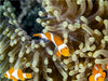 Falscher Clown - Anemonenfisch - CALVENDO Foto-Puzzle - calvendoverlag 29.99