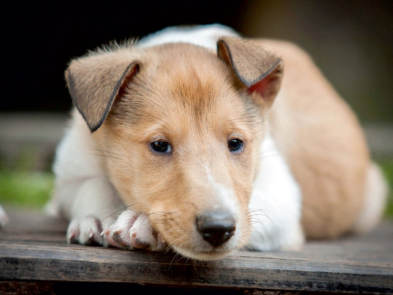 Kurzhaarcollie-Welpe - CALVENDO Foto-Puzzle - calvendoverlag 29.99