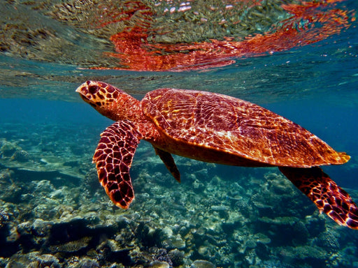Schildkröte, Bathala, Malediven - CALVENDO Foto-Puzzle - calvendoverlag 29.99